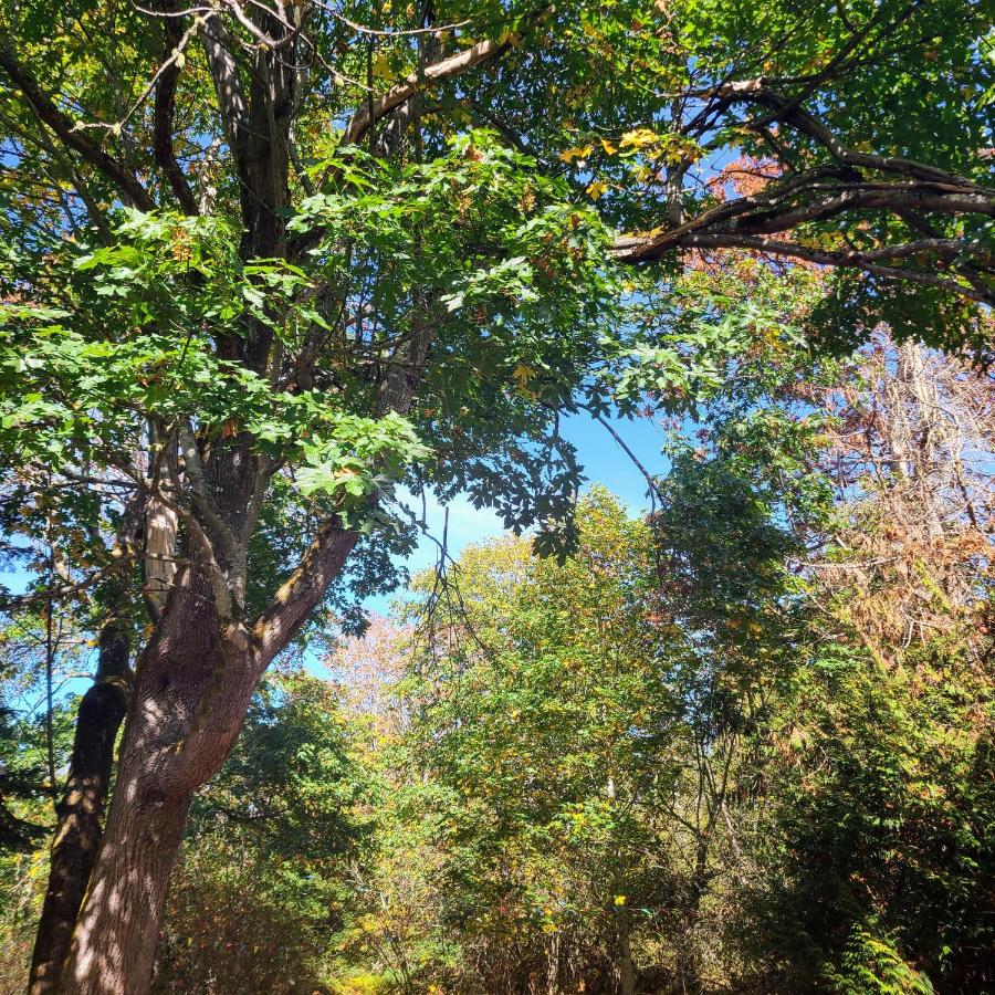 Greentree Pacific House - B&B Port Angeles