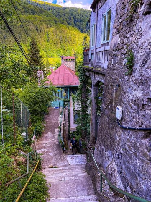 Banu & Ko Sinaia Residency - B&B
