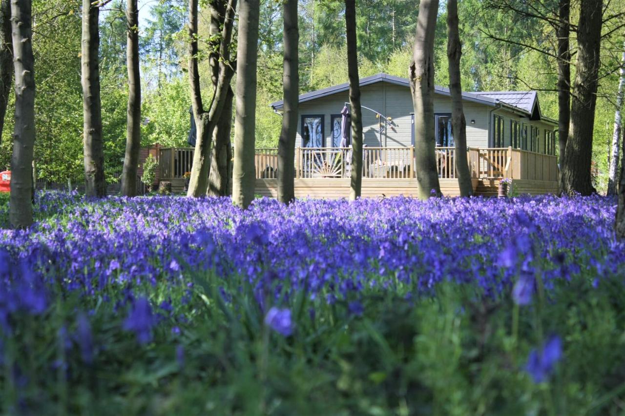 Hollicarrs - Woodland Lodge - Ferienwohnung