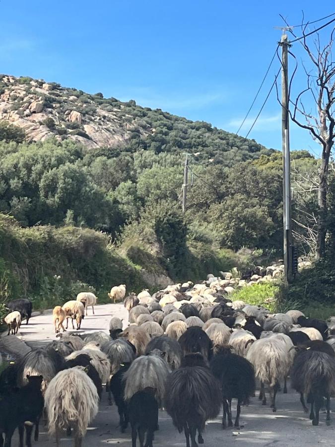Les Villas Maristella, Villa Crenu - Chambres d’hôtes Aregno