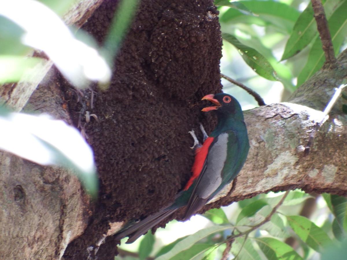 Selva Color - Forest & Beach EcoLodge - B&B