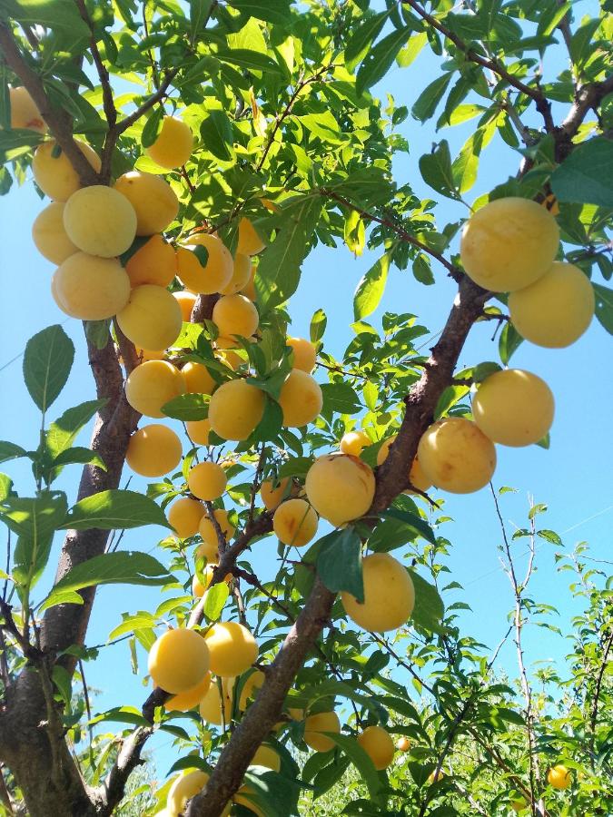 Despertar - B&B Tandil
