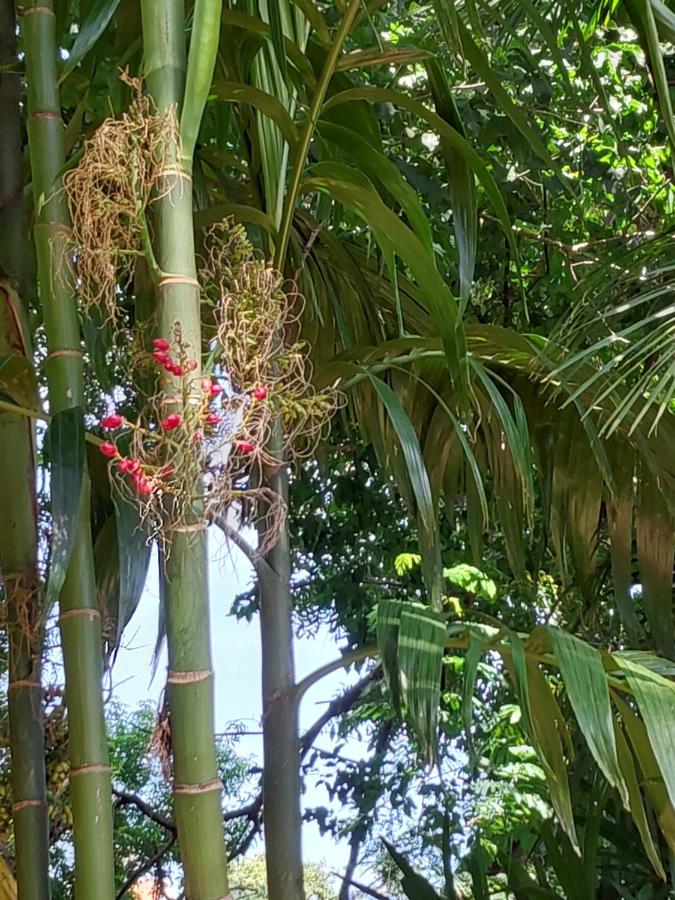 Pousada vale das aguas1 - B&B Foz do Iguaçu