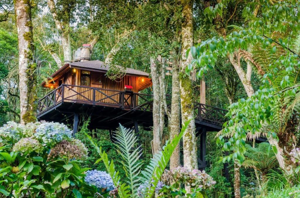 Casa na Árvore Monte Verde - B&B Monte Verde