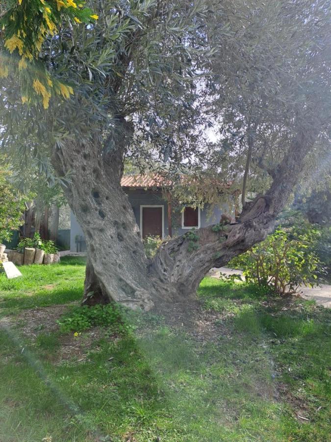 Bill's Garden Villa - B&B
