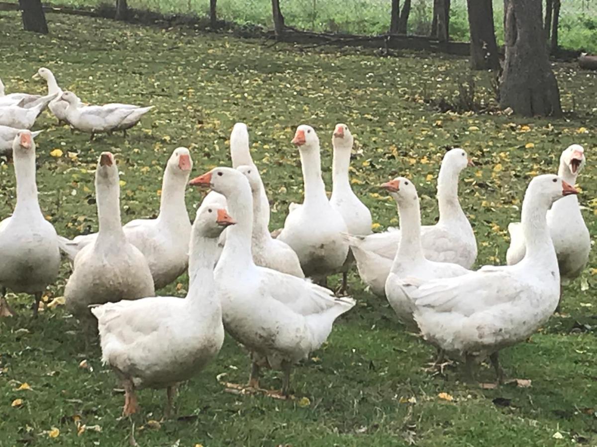 Ferienwohnung auf dem Bauernhof in Hachenburg Hof Kleeberg II - B&B Hachenburg