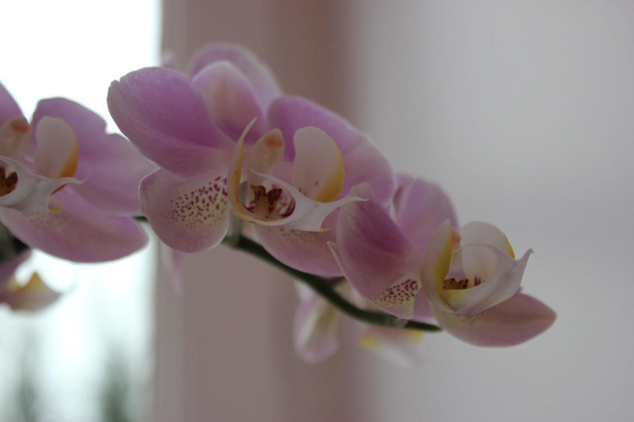 Deluxe Kamer met Kingsize Bed