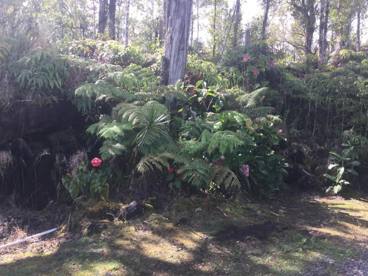 Simply convenient tropical country studio - B&B Mountain View