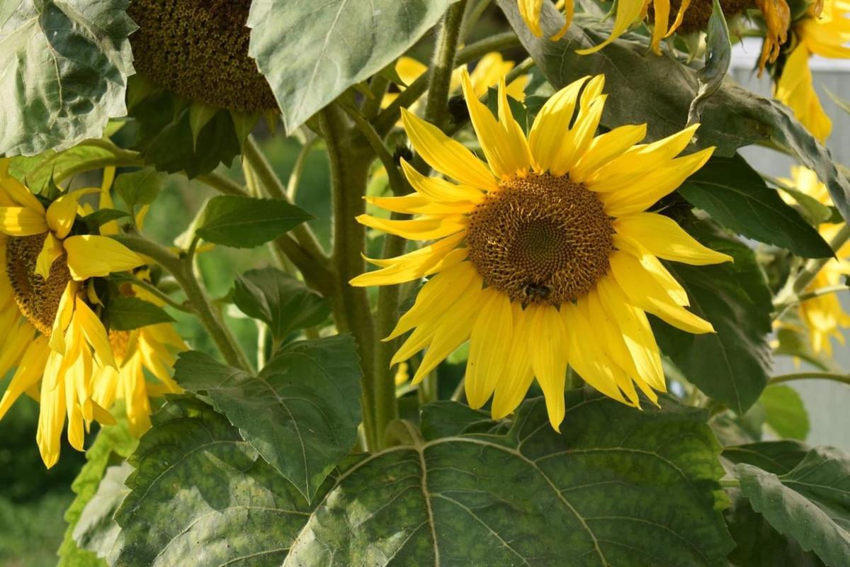 Igloo cabin in Saaremaa - B&B Kapra