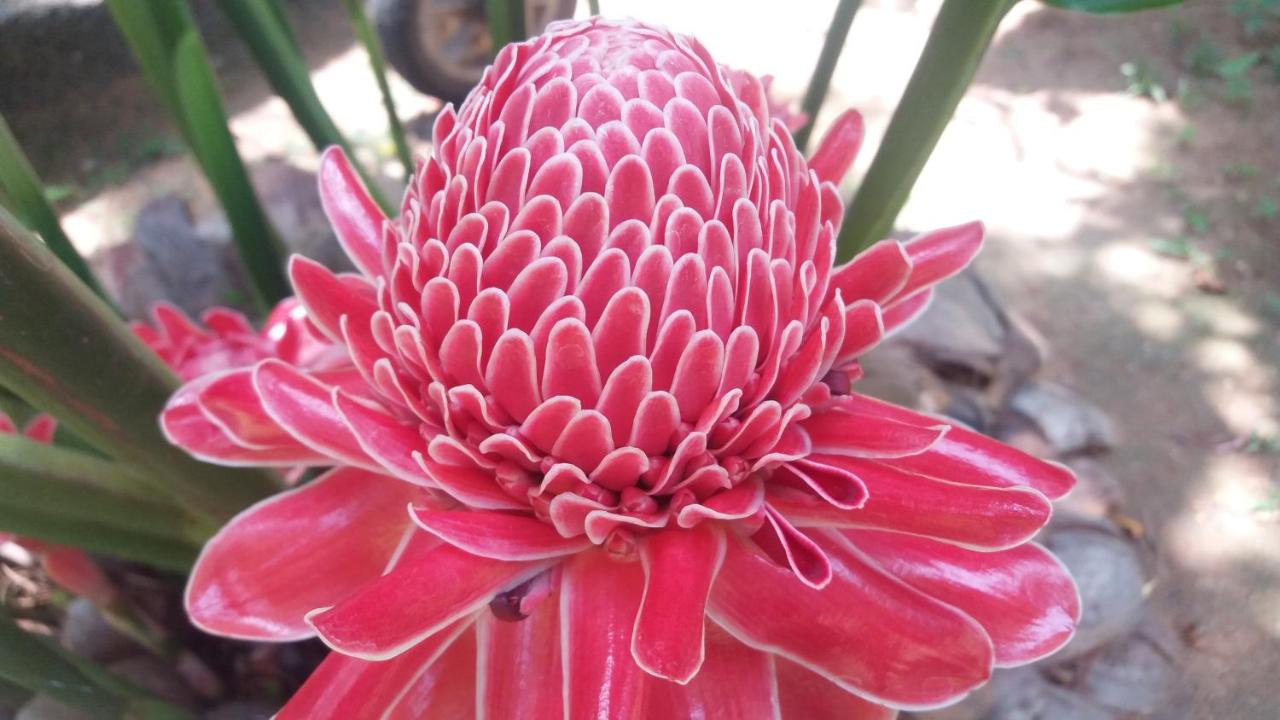 Villa Ali - B&B Galle