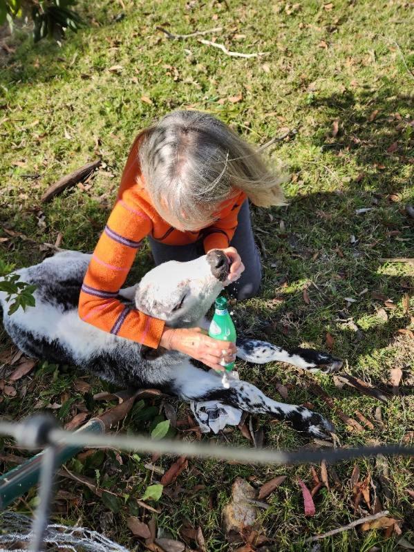 Kangaroo hill - B&B Sussex Inlet