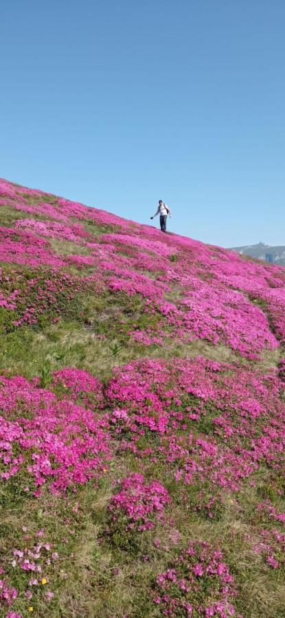 Vila Aosta 21 - B&B Sinaia