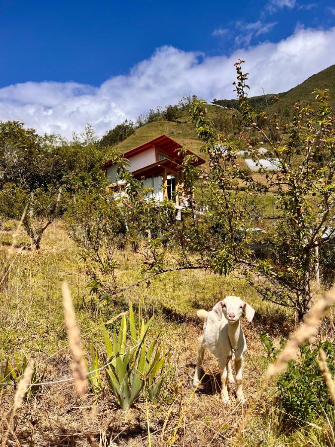 Andes Escape - Suites and Farm - B&B