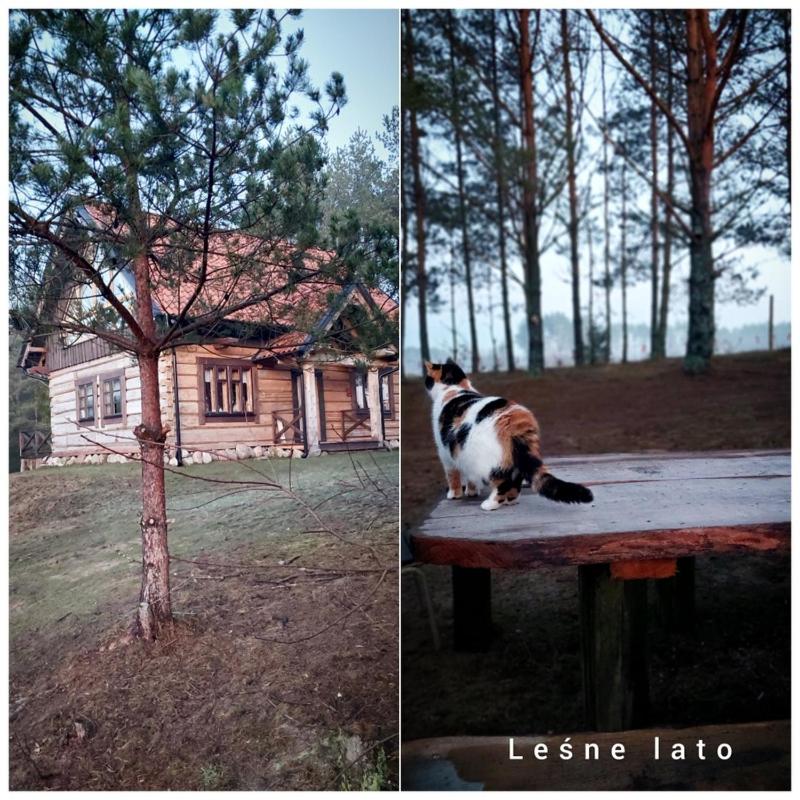 Leśne lato - Ferienwohnung Loryniec