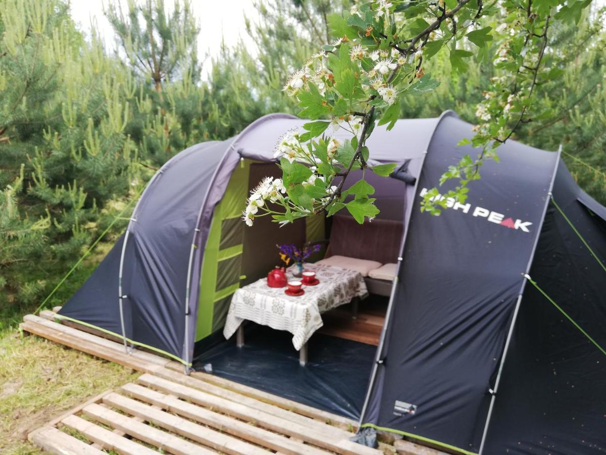 Tent under pines - B&B