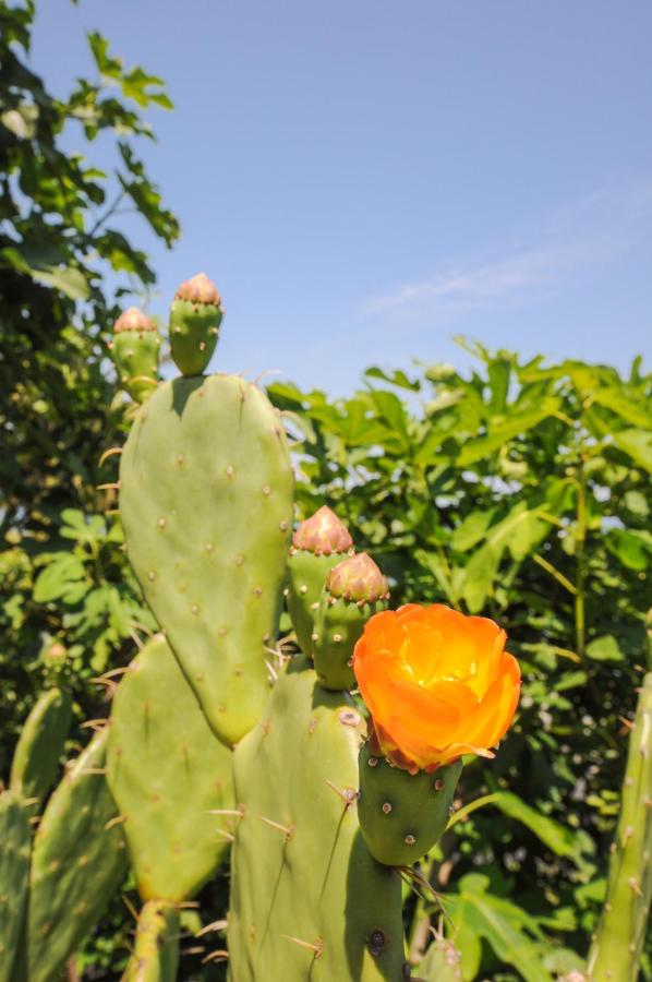 Molet apartments Koper - B&B Capodistria