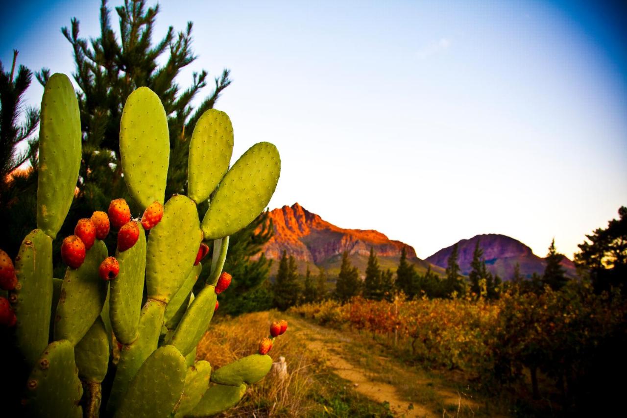 B&B Paarl - Modderkloof Farm Accommodation - Bed and Breakfast Paarl