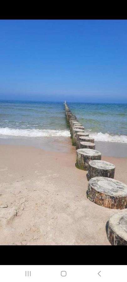 Władyslawowo Łebcz Modrzew