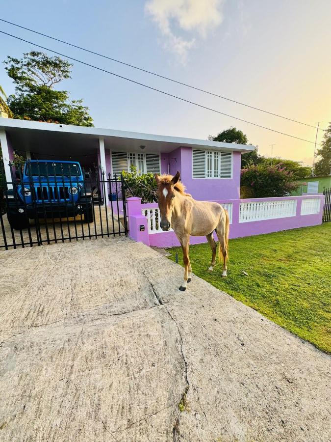 Purple Sunset - Walk to Malecon & Beaches - B&B