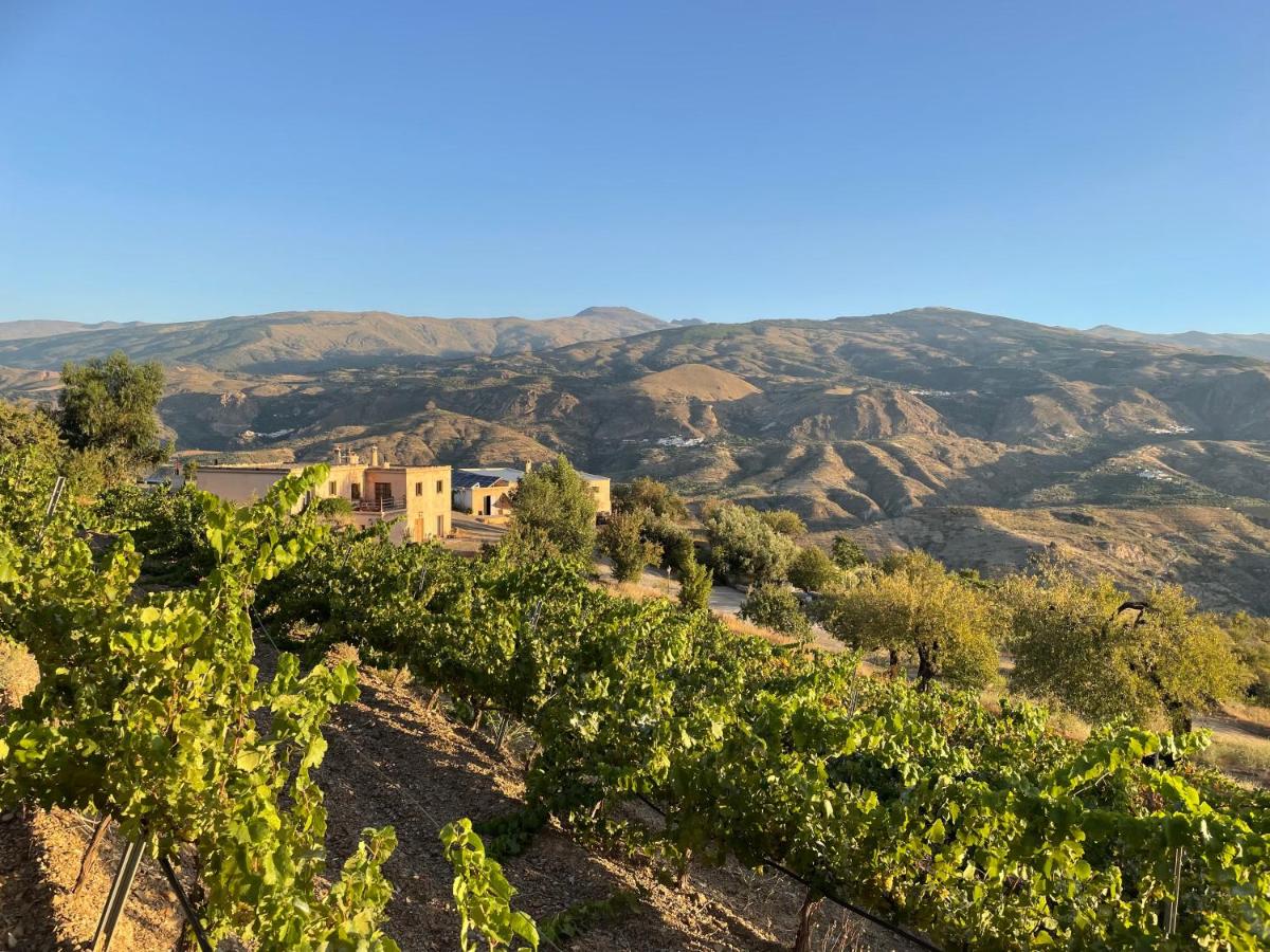 Entire vineyard villa with pool - B&B