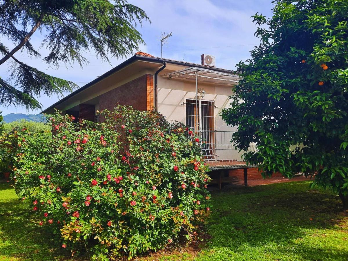 Versillia Olive Residence - Ferienwohnung Vallecchia