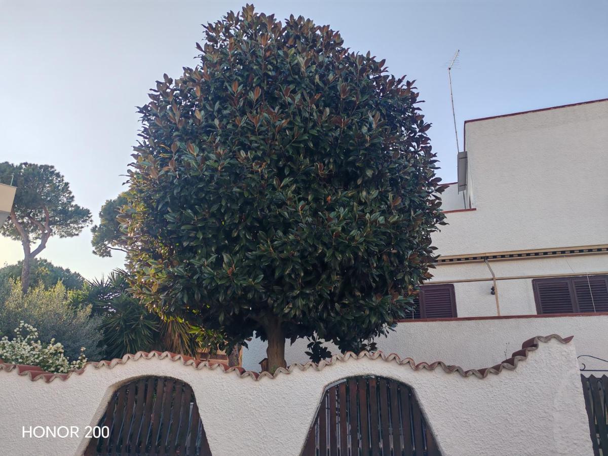 Aminth relax tra mare e colline - B&B Santa Marinella