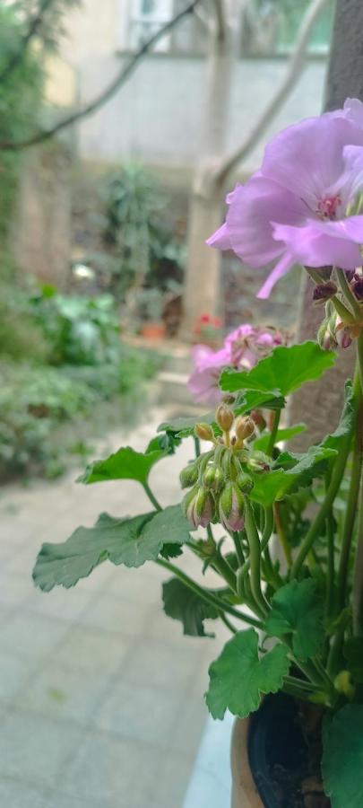 Loft Centro Ingresso Indipendente Giardino Privato - B&B