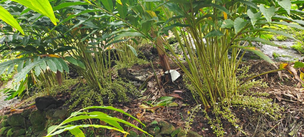 Robin's Paradise Deluxe Villa - B&B Vagamon