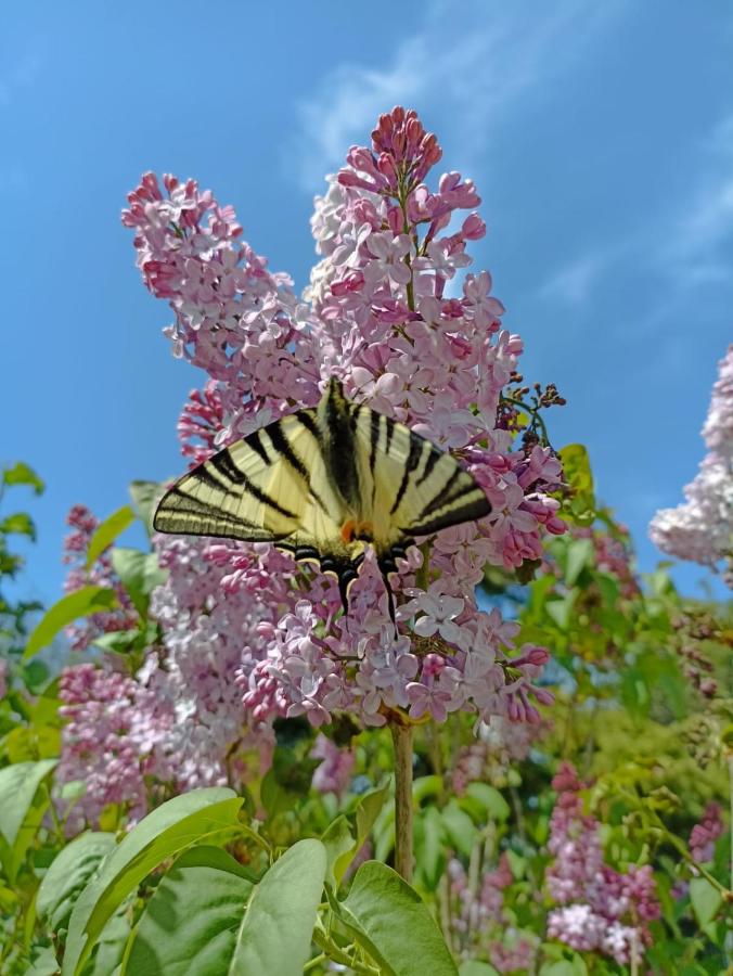 La Quiete Assisi - B&B Assisi