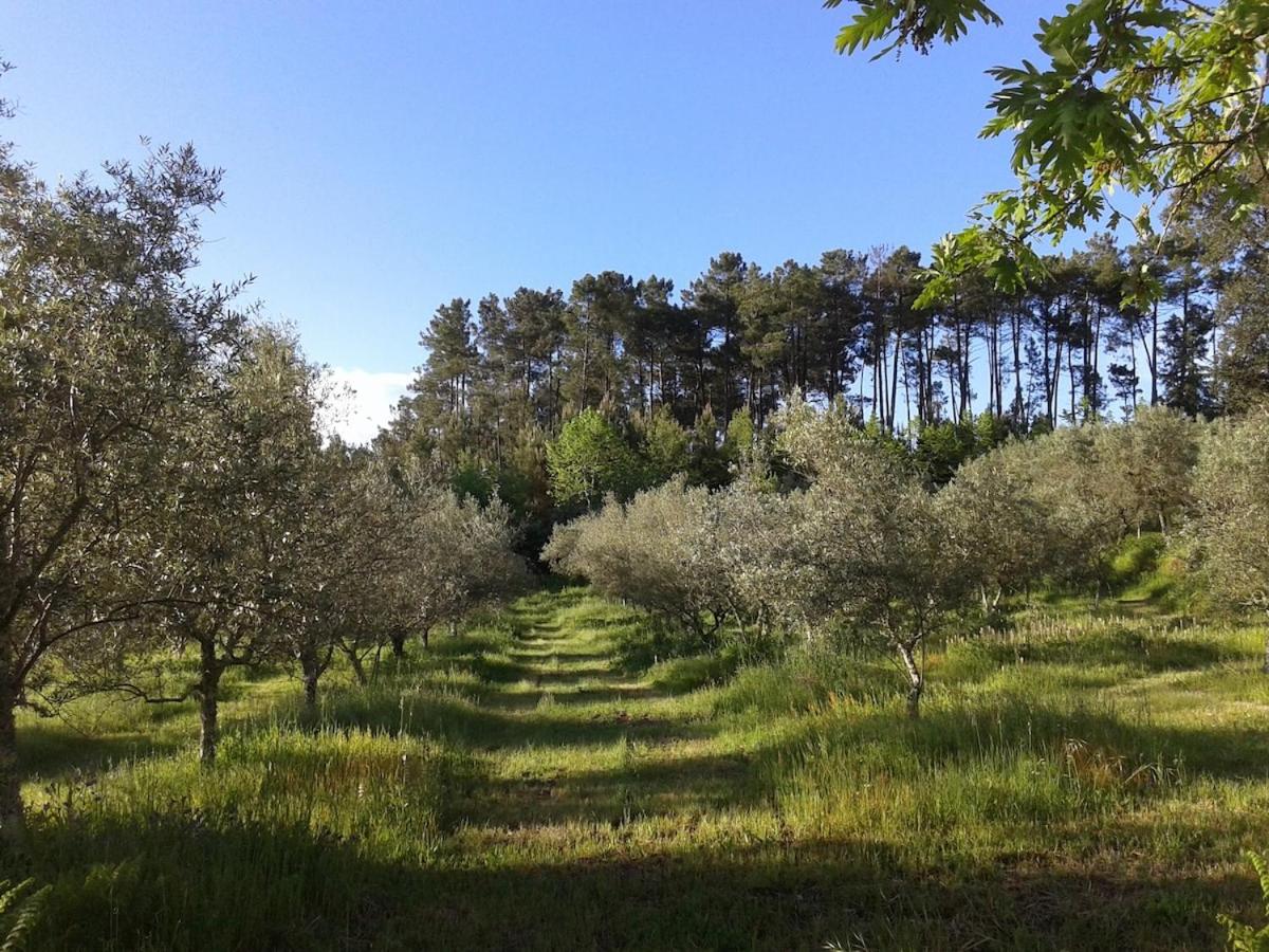 Orange Olives - Quinta Chao de Galizes - B&B