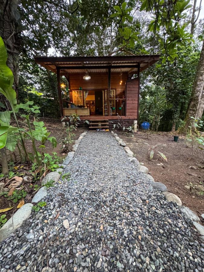 New Premium Jungle Cabin - Chambres d’hôtes