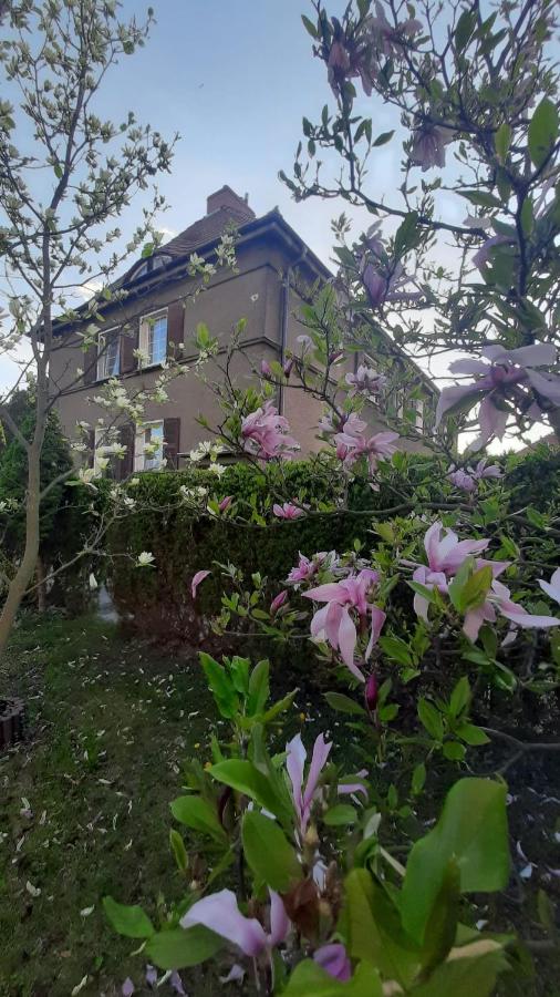 Apartament Magnolia - Centrum - B&B Nysa