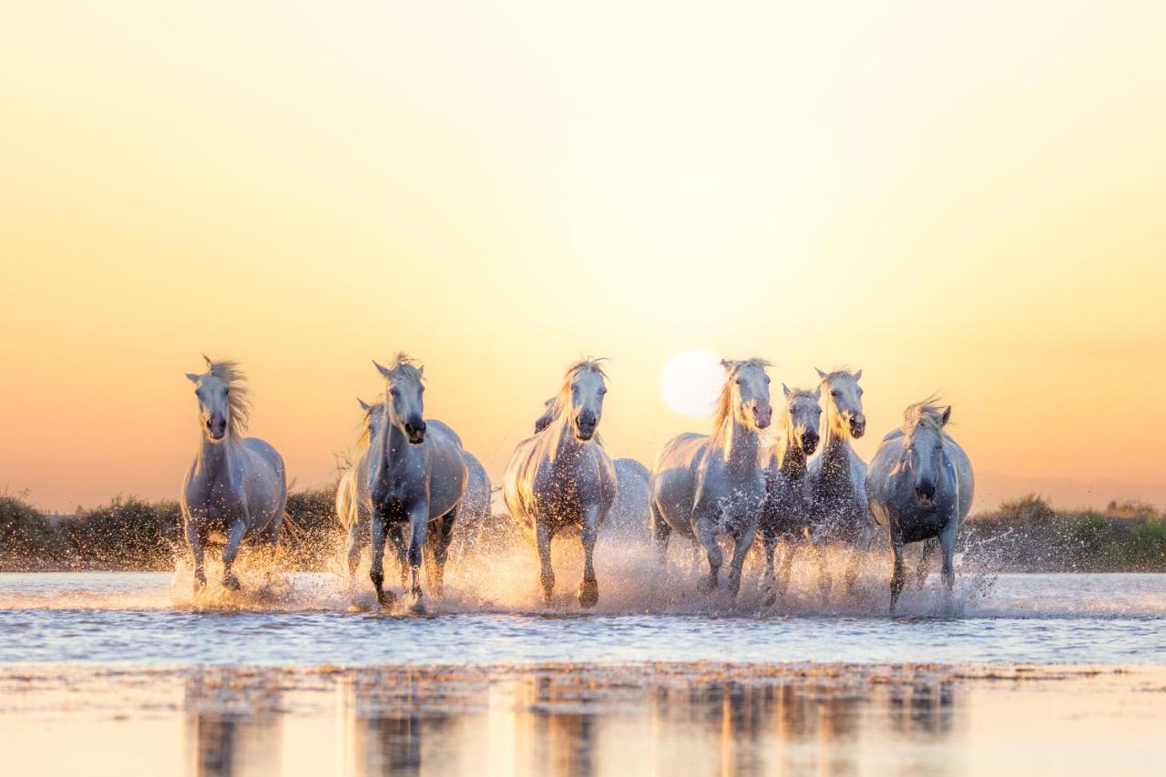 Apaloosa - Parking Wifi Plage TOP PROS SERVICES - B&B La Grande-Motte