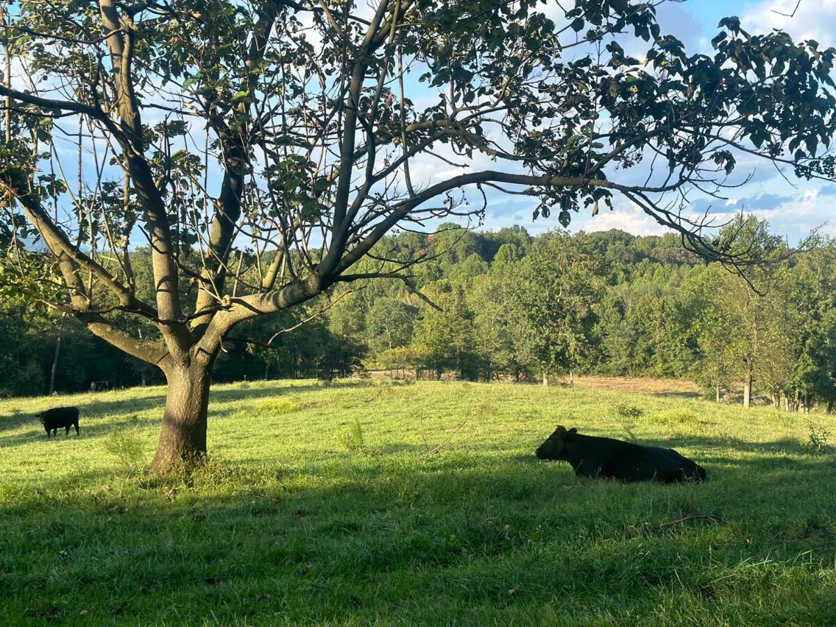 Yonah View King Beds - Wine Country Bliss - B&B
