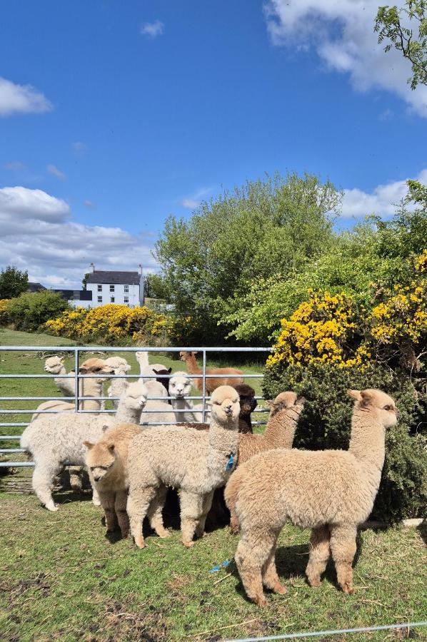 The Alpaca Farmhouse with hot tub and alpaca experience included - B&B Dromara