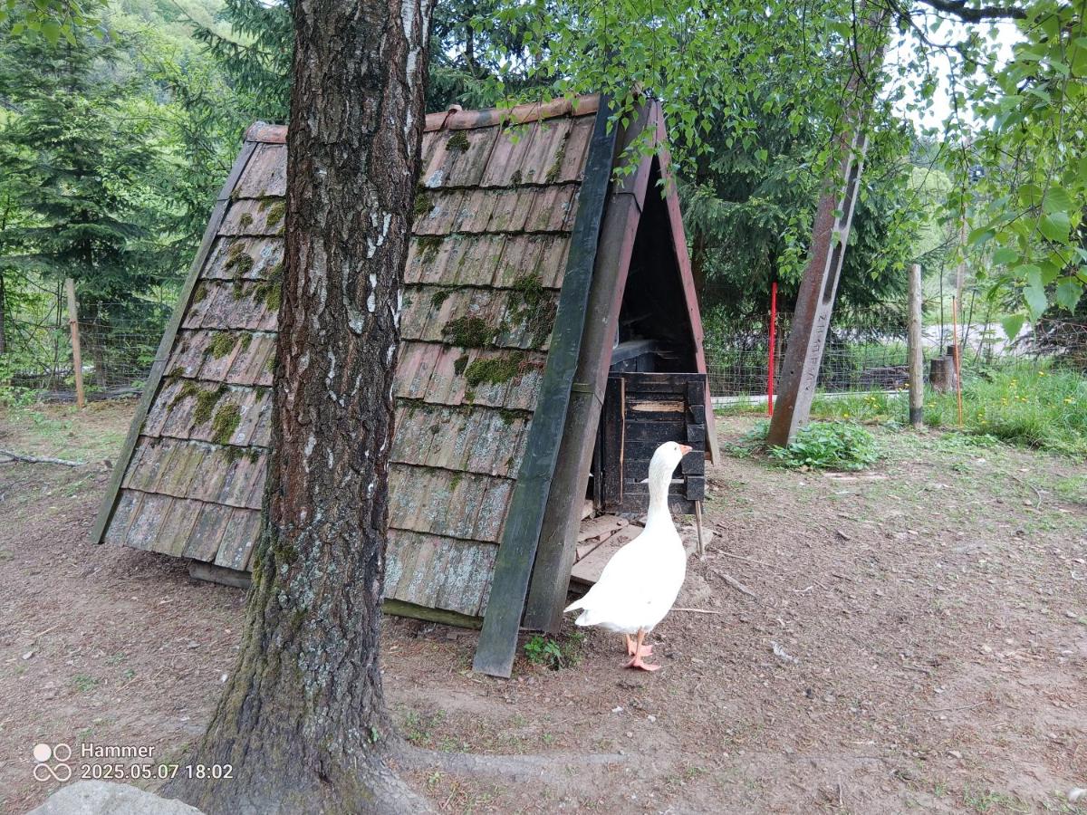 Agroturystyka Salamandra pokój nr 1 - B&B