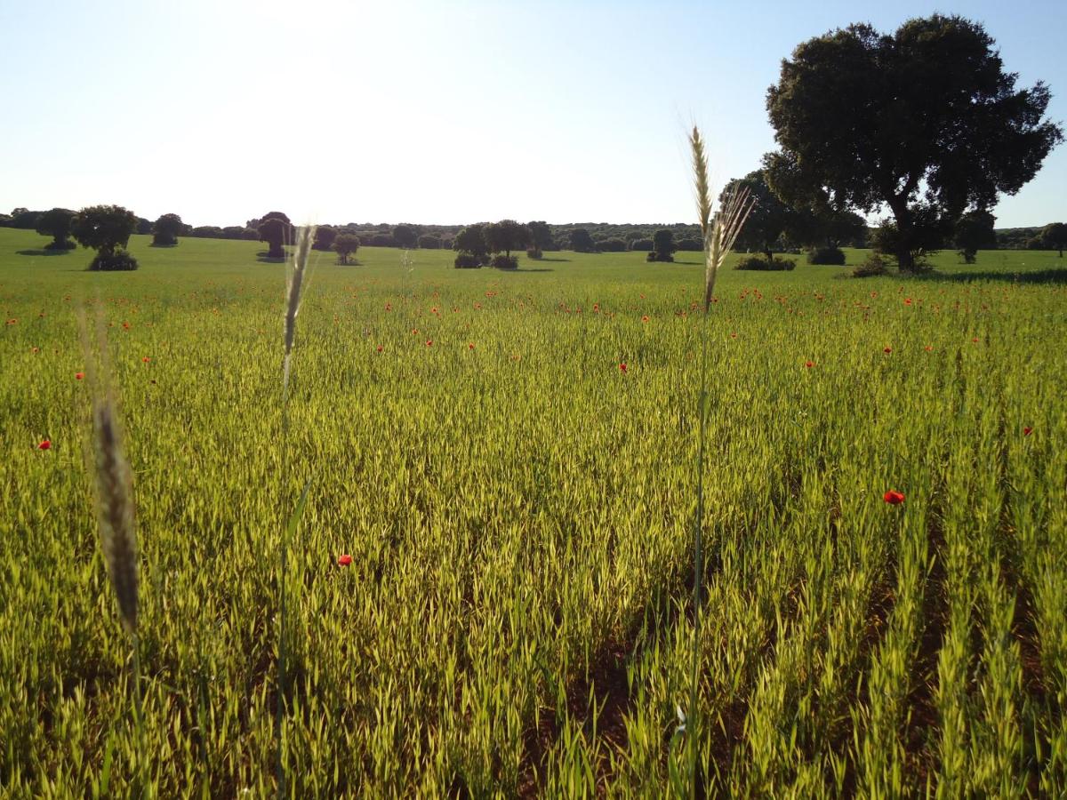 Villa Cerro Moreno - Chambres d’hôtes Ossa de Montiel