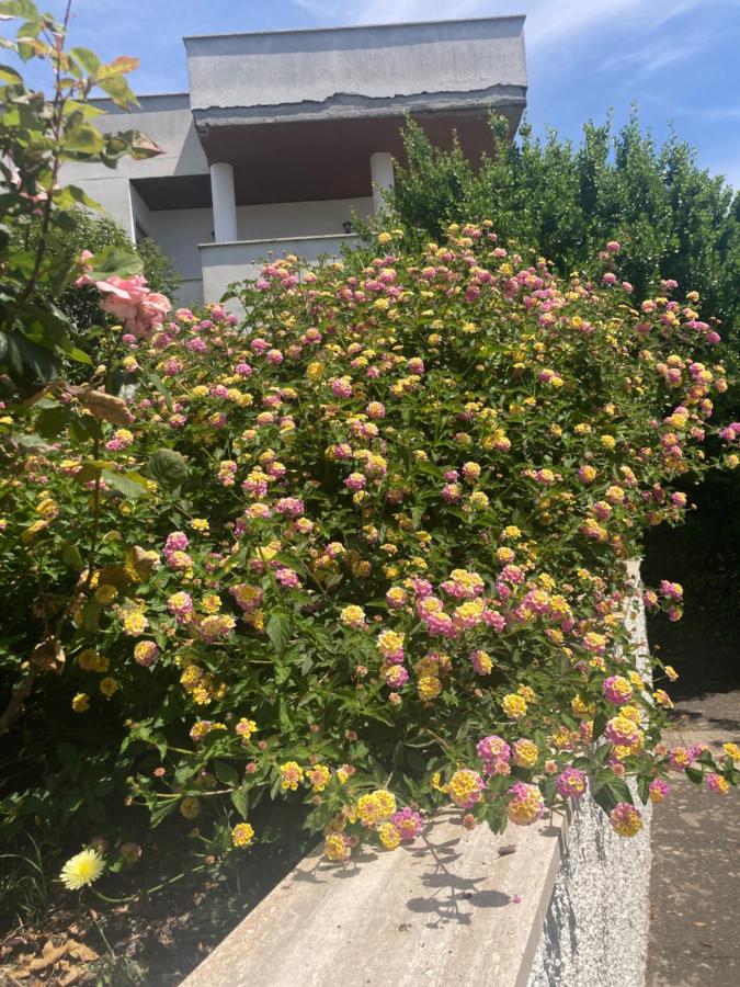 La Rosa del Mare - B&B Santa Marinella