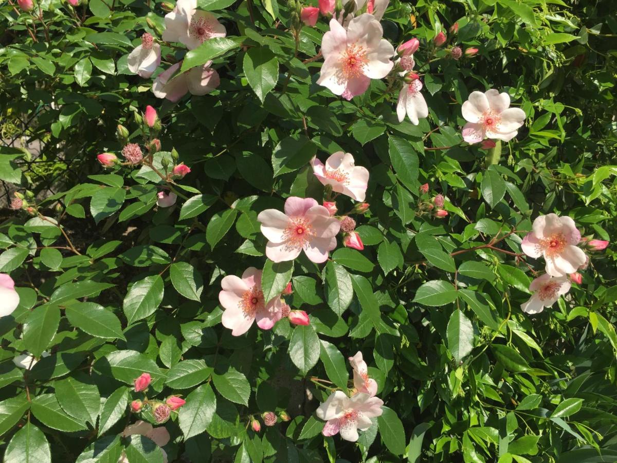 Guesthouse Flora - B&B