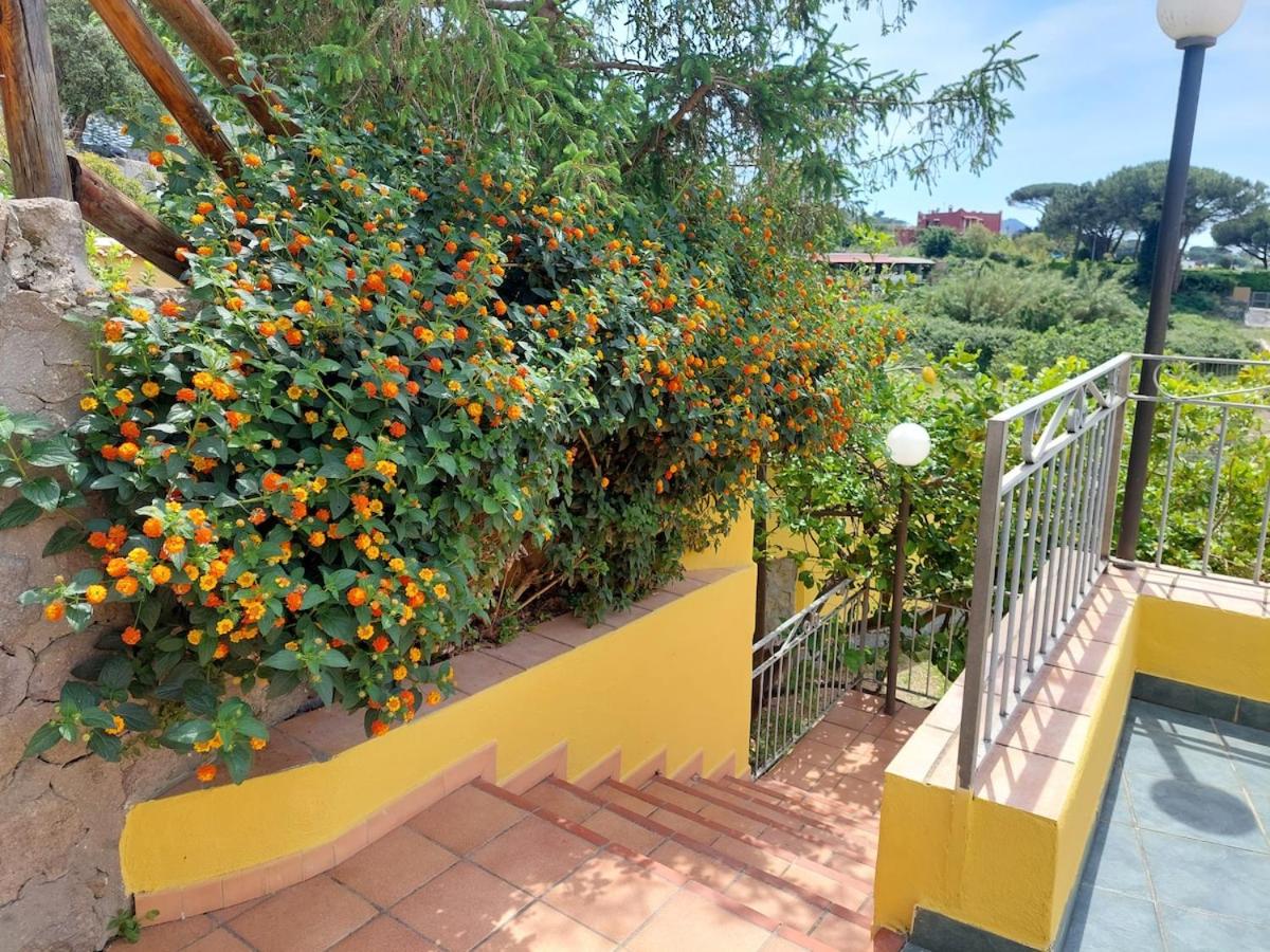 'Il Mandarinetto' House - B&B Forio