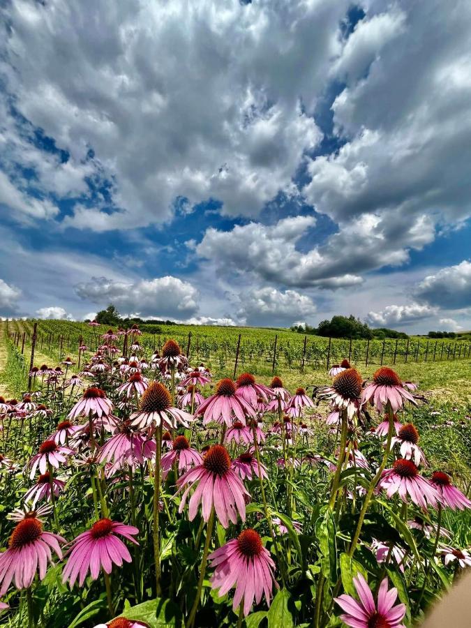 Winnica Kosmos - Bed and Breakfast Lubcza