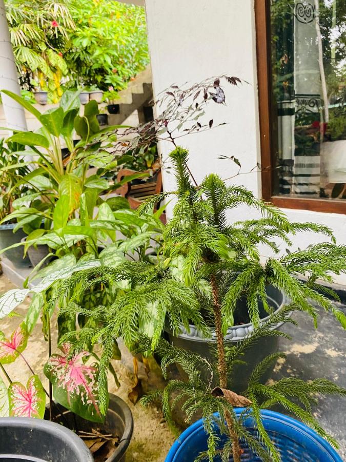 The Canapy Nest Ella - Bed and Breakfast Ella Town