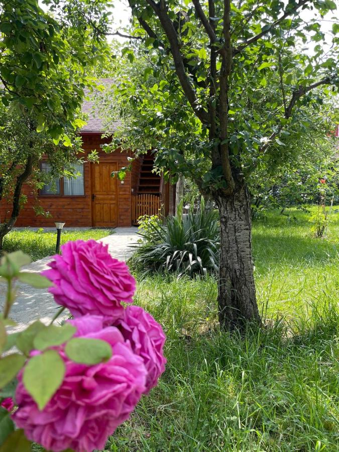 Cabana Maria, Cozia-Calimanesti - Chambres d’hôtes Căciulata