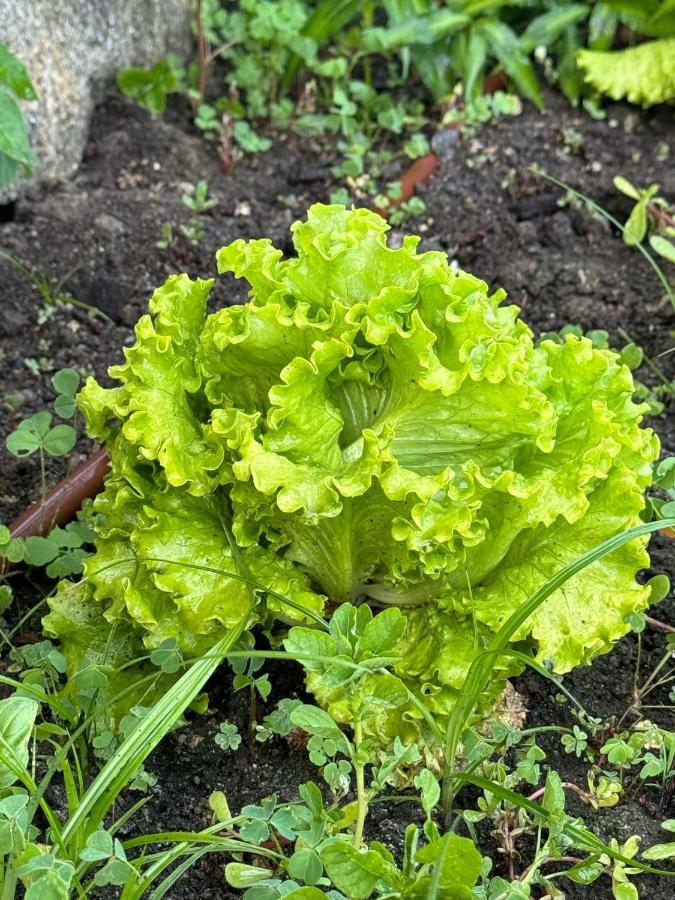 Room #4 Ramalde Charming House - Bed and Breakfast Porto