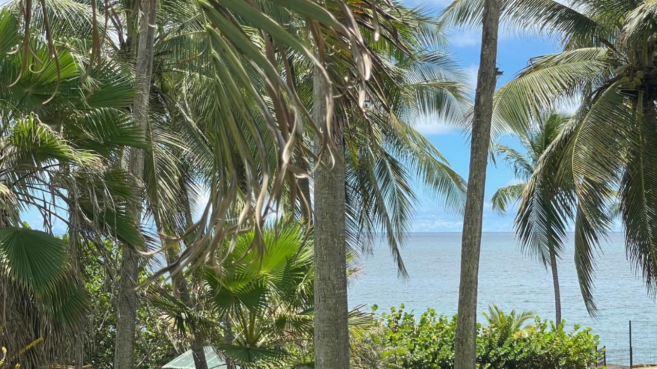 Studio Le Frangipanier au Gosier avec plage - location Prestige Caraïbes - B&B Le Gosier