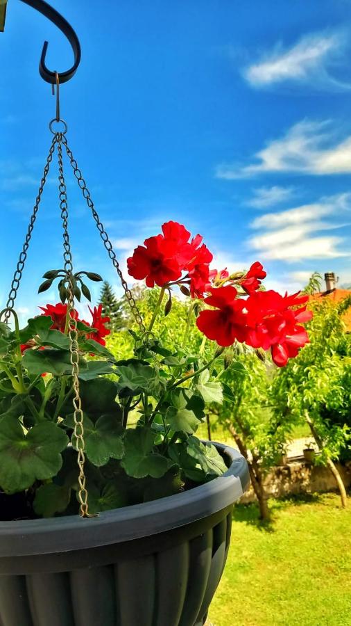 Apartman Aurora - B&B Golubac