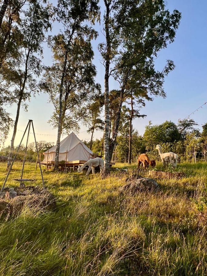 Glamping med alpackor - Bed and Breakfast Laholm