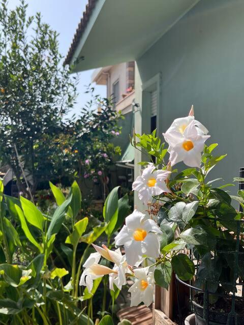 Case vacanze Efisio e Vilma - B&B
