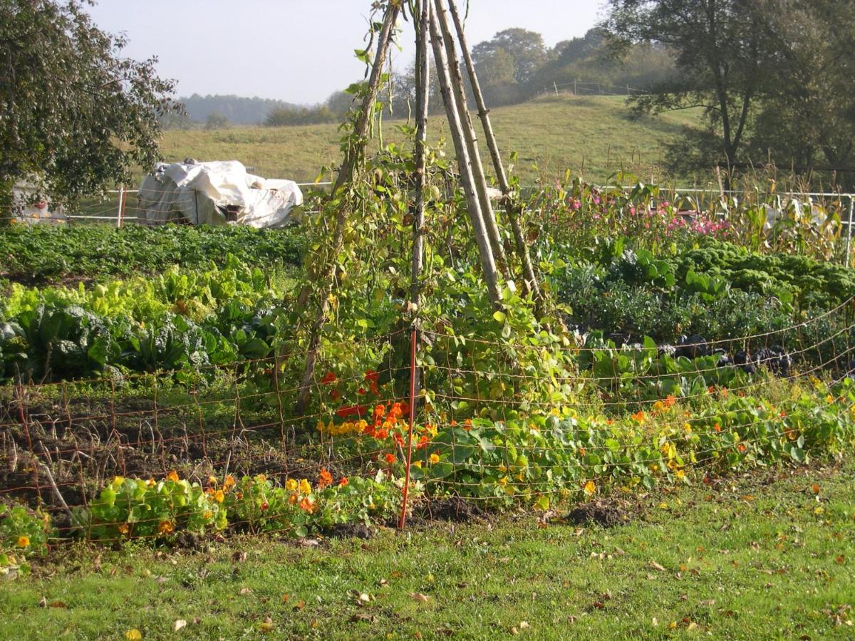 Hof-Silberweide - B&B Wendisch Waren