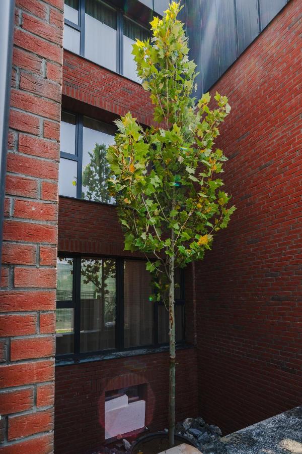 Cometei Residence Apartments 2 - Bed and Breakfast Cluj-Napoca